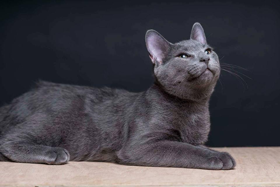Snki Programs | Spay Neuter Kingston Initiative
