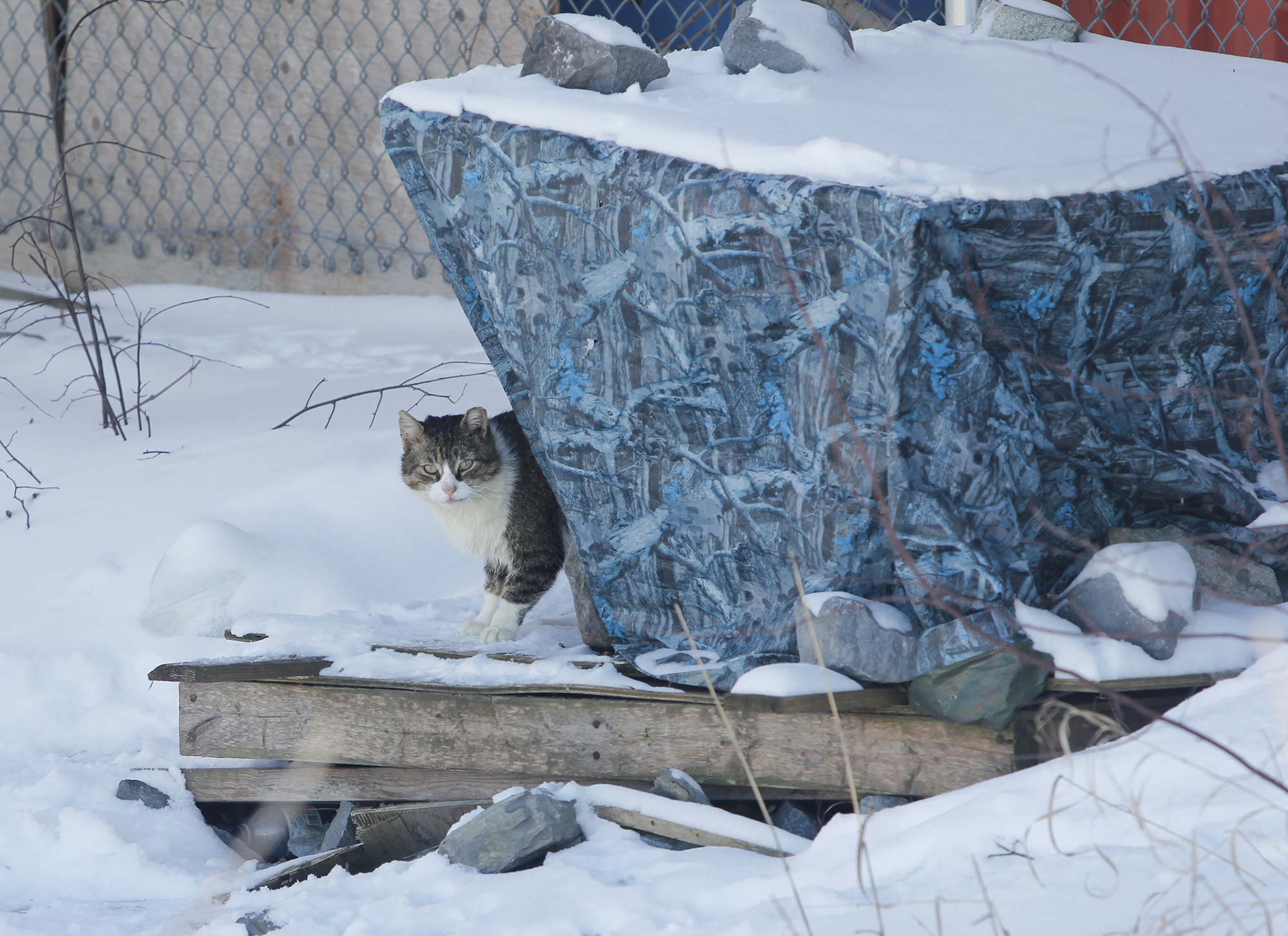 Snki Board of Directors | Spay Neuter Kingston Initiative