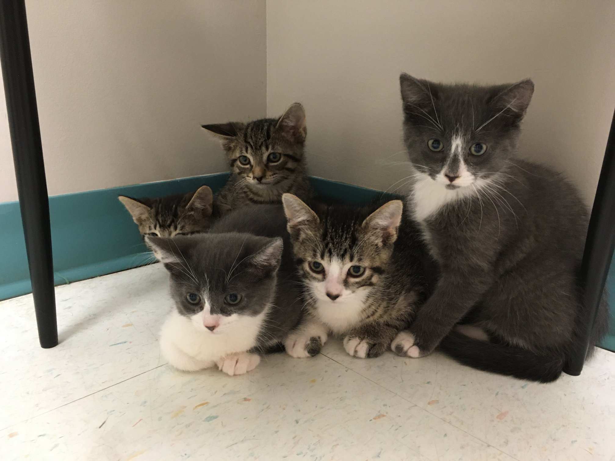 Snki Adoption Application | Spay Neuter Kingston Initiative