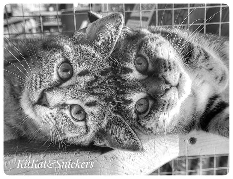 Snki Adoption Information | Spay Neuter Kingston Initiative