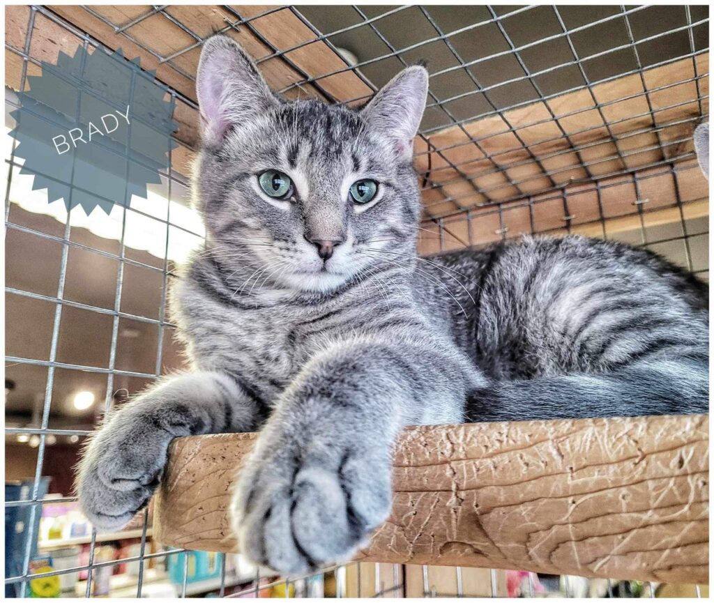 Snki Home | Spay Neuter Kingston Initiative