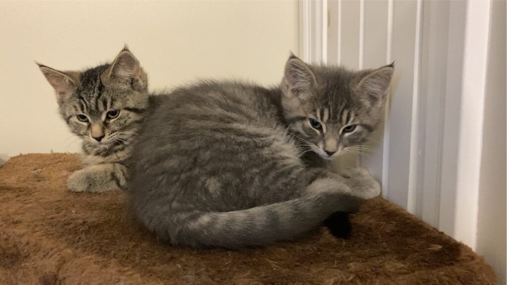 Snki Home | Spay Neuter Kingston Initiative