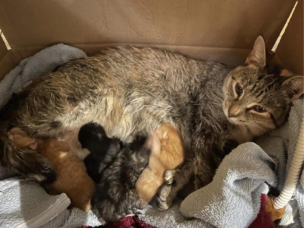 Snki Home | Spay Neuter Kingston Initiative