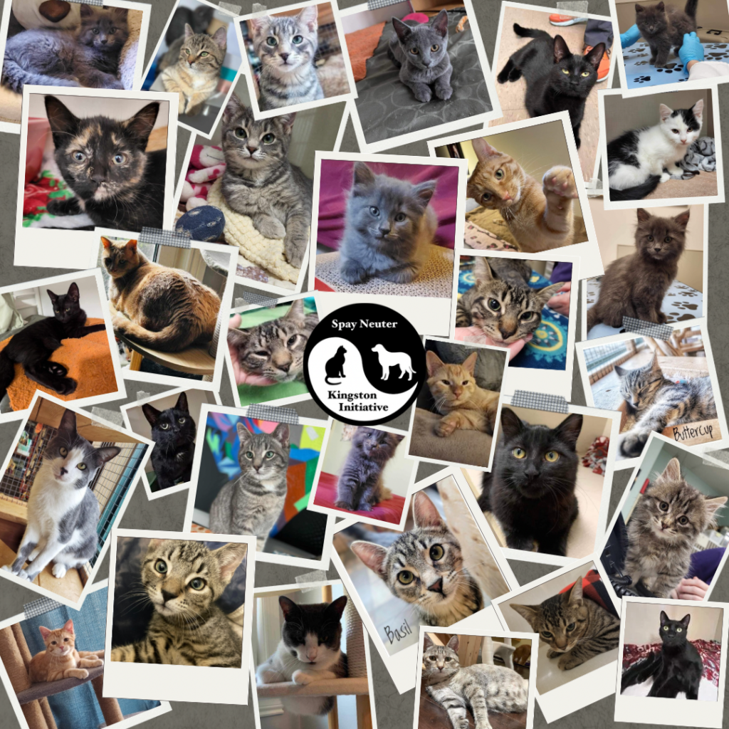 Snki 2024 SNKI Alumni | Spay Neuter Kingston Initiative